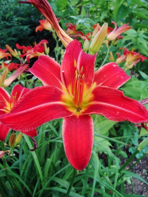 Hemerocallis x 'Catherine Woodbury'
